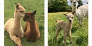Alpacas from King Garth Alpacas in Burgh-on-Sands, Cumbria