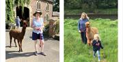 Visitors walking with alpacas from King Garth Alpacas in Burgh-on-Sands, Cumbria