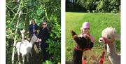 Visitors with alpacas from King Garth Alpacas in Burgh-on-Sands, Cumbria