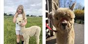 Alpacas from King Garth Alpacas in Burgh-on-Sands, Cumbria
