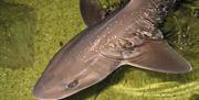 Starry Smoothound at Lake District Coast Aquarium in Maryport, Cumbria