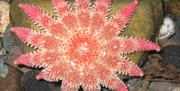 Sunstar at Lake District Coast Aquarium in Maryport, Cumbria