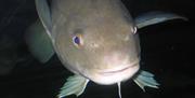 Fish at Lake District Coast Aquarium in Maryport, Cumbria