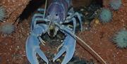 Lobster at Lake District Coast Aquarium in Maryport, Cumbria