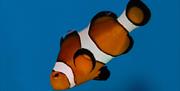 Clownfish at Lake District Coast Aquarium in Maryport, Cumbria