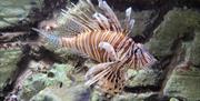 Lionfish at Lake District Coast Aquarium in Maryport, Cumbria