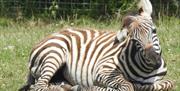 The Lake District Wildlife Park in Bassenthwaite, Lake District