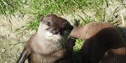 The Lake District Wildlife Park in Bassenthwaite, Lake District