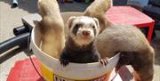 Ferrets at Lakeland Maze Farm in Sedgwick, Cumbria