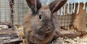 Rabbit at Lakeland Maze Farm in Sedgwick, Cumbria