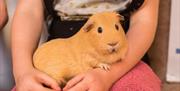 Guinea Pig at Lakeland Maze Farm in Sedgwick, Cumbria