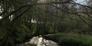 Peaceful woodland walk near The Barn at Linden Farm House in Langwathby, Cumbria
