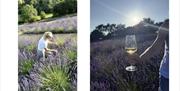 Visitor harvesting lavender and enjoying wine in the field at LYTHLEY in the Lyth Valley, Lake District