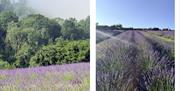 Lavender field at LYTHLEY in the Lyth Valley, Lake District