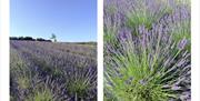 Lavender field at LYTHLEY in the Lyth Valley, Lake District