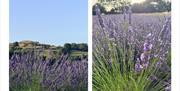 Lavender field at LYTHLEY in the Lyth Valley, Lake District