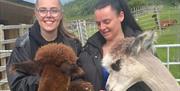 Wreay Syke Alpacas meet and greet