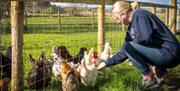 Meet the chickens at Mosedale End Farm