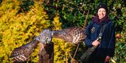 Owl at the Hawk & Owl Centre at Muncaster Castle & Gardens in Ravenglass, Cumbria