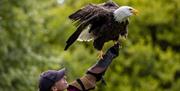 Bald Eagle at the Hawk & Owl Centre at Muncaster Castle & Gardens in Ravenglass, Cumbria