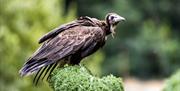 Vulture at the Hawk & Owl Centre at Muncaster Castle & Gardens in Ravenglass, Cumbria