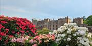 External View of the Castle from the Gardens at Muncaster Castle & Gardens in Ravenglass, Cumbria