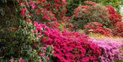 Gardens at Muncaster Castle & Gardens in Ravenglass, Cumbria