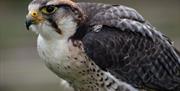 Hawk at the Hawk & Owl Centre at Muncaster Castle in Ravenglass, Cumbria