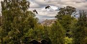 Sky Hunters Show at Hawk & Owl Centre at Muncaster Castle in Ravenglass, Cumbria