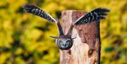 Owl in Flight at the Hawk & Owl Centre at Muncaster Castle in Ravenglass, Cumbria