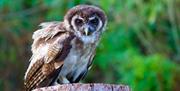 Owl at the Hawk & Owl Centre at Muncaster Castle in Ravenglass, Cumbria