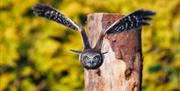 Australian Boobook Owl at Muncaster Castle Hawk & Owl Centre in Ravenglass, Lake District