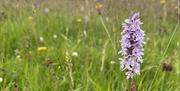 See Wild Orchids with NaturesGems Wildlife Tours in Morcombe Bay
