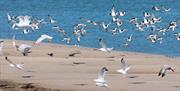 Birds on the Bay with NaturesGems Wildlife Tours in Morcombe Bay
