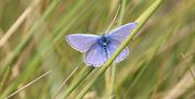 Common Blue Butterfly with NaturesGems Wildlife Tours in Morcombe Bay