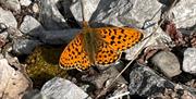 Fritillary Butterfly with NaturesGems Wildlife Tours in Morcombe Bay