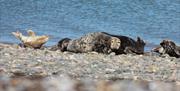 Grey seals with NaturesGems Wildlife Tours in Morcombe Bay