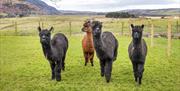 Alpacas at Near Howe Cottages in the Lake District, Cumbria