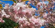 Spring Blooms near The Estate in Glenridding, Lake District