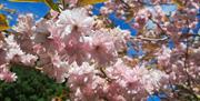 Spring Blooms near The Estate in Glenridding, Lake District