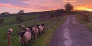 Sheep with a scenic sunset near Patton Hall Farm Country Cottages near Kendal, Cumbria