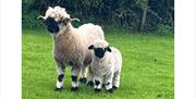 Sheep at Low Moor Head Farm in Longtown, Cumbria