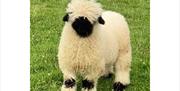 Lamb at Low Moor Head Farm in Longtown, Cumbria