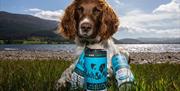 Natural Pet Food and Supplements from Pooch & Mutt, Cumbria
