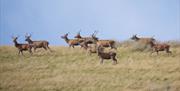 Red Deer near Hartsop Fold Holiday Lodges in Patterdale, Lake District