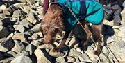 Dog Friendy Hiking Scafell Pike with Rock n Ridge in the Lake District, Cumbria