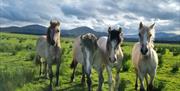 Horses at Rookin House Activity Centre in Troutbeck, Lake District