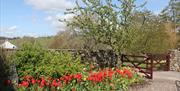 Garden at Rose Cottage in Hesket Newmarket, Lake District