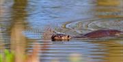 Otter at The Secret Side of Foulshaw Moss with Cumbria Wildlife Trust in the Lake District - Photo Credit: Steve Finch