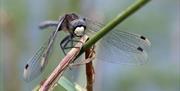Dragonfly at The Secret Side of Foulshaw Moss with Cumbria Wildlife Trust in the Lake District - Photo Credit: Steve Finch